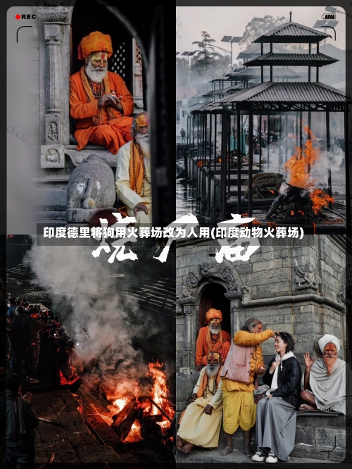 印度德里将狗用火葬场改为人用(印度动物火葬场)-第1张图片