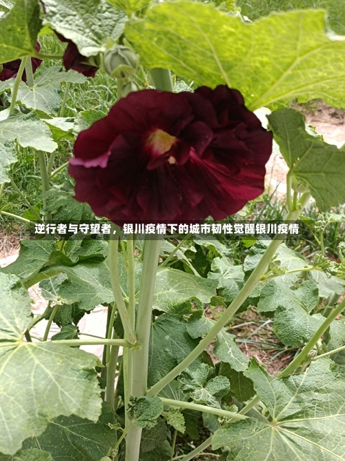 逆行者与守望者，银川疫情下的城市韧性觉醒银川疫情-第1张图片