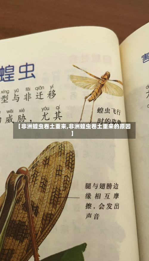 【非洲蝗虫卷土重来,非洲蝗虫卷土重来的原因】-第2张图片